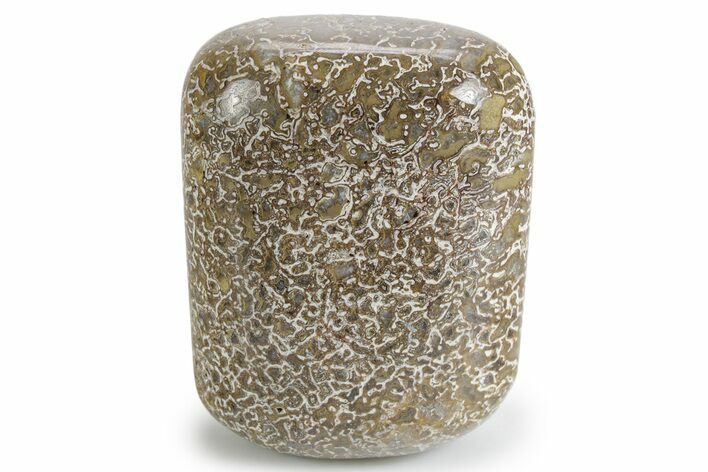 Polished Dinosaur Bone (Gembone) - Morocco #349579